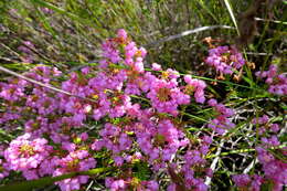 Image of Erica cubica var. cubica