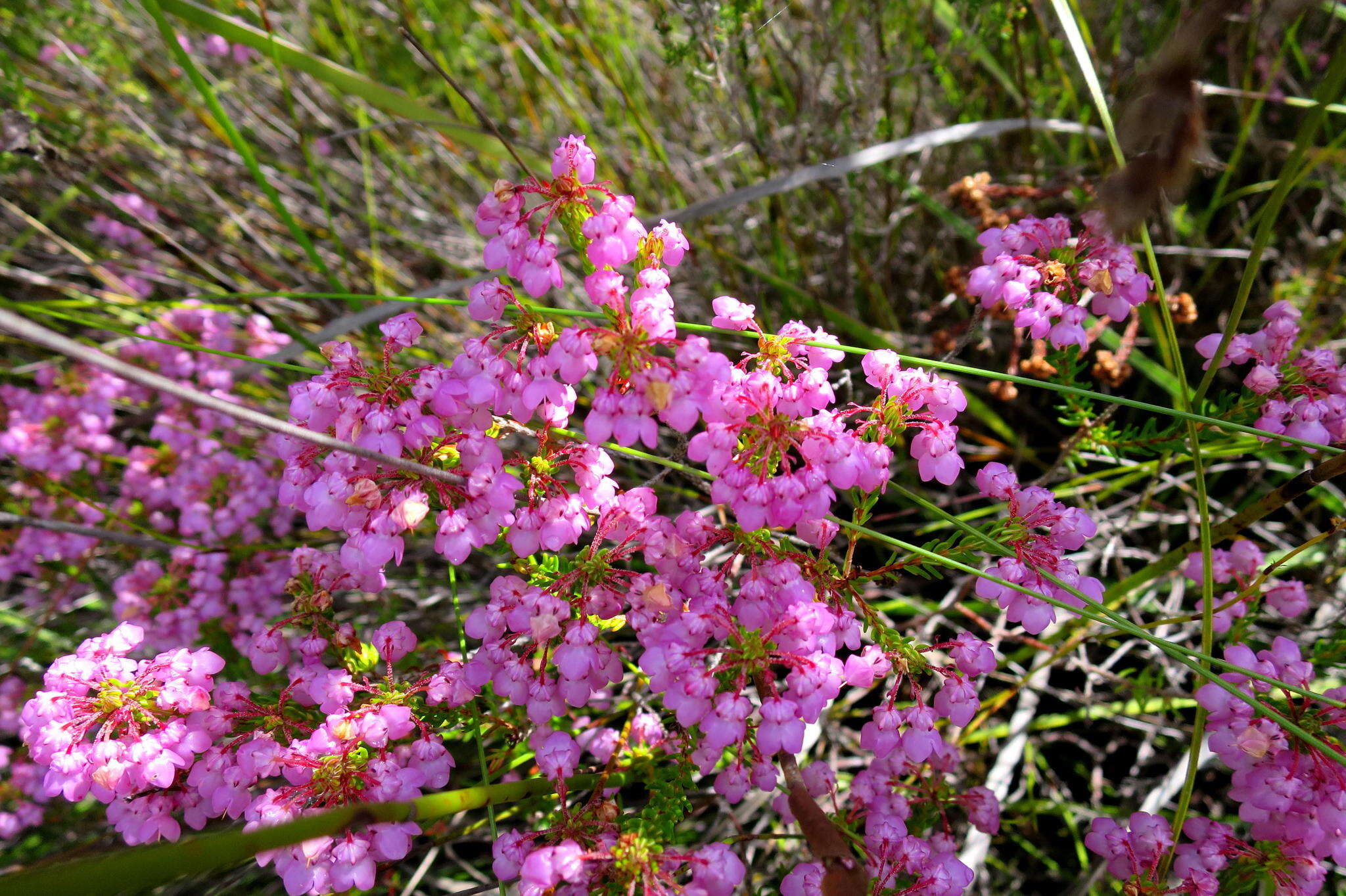 Image of Erica cubica var. cubica