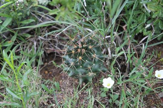 Image of Coryphantha georgii Boed.