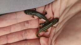 Image of Italian Newt