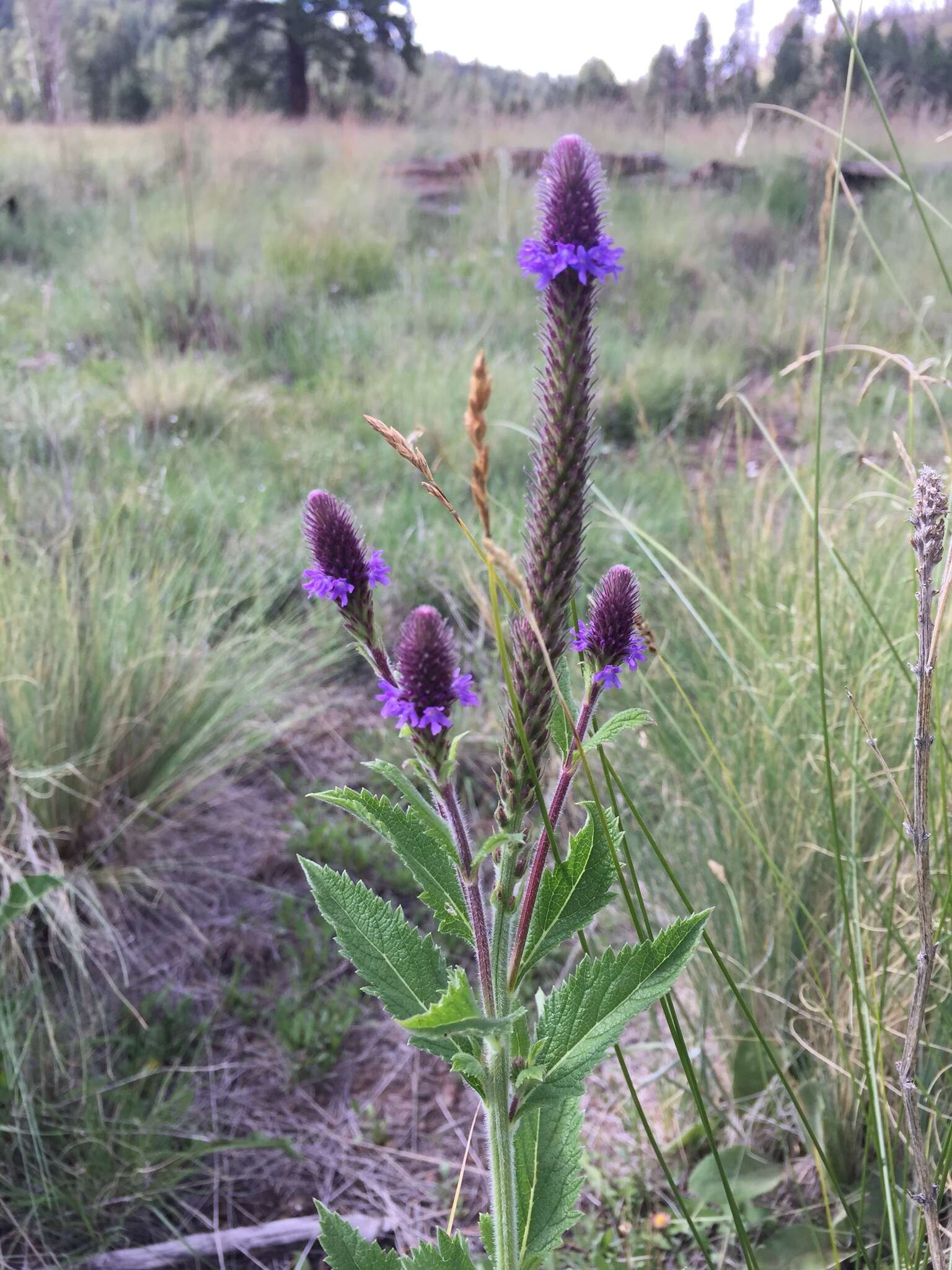 Image de Verbena macdougalii A. Heller