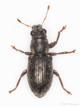 Image of Sitona sulcifrons (Thunberg 1798)