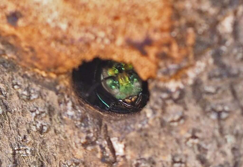 Plancia ëd Xylocopa aeratus (Smith 1851)