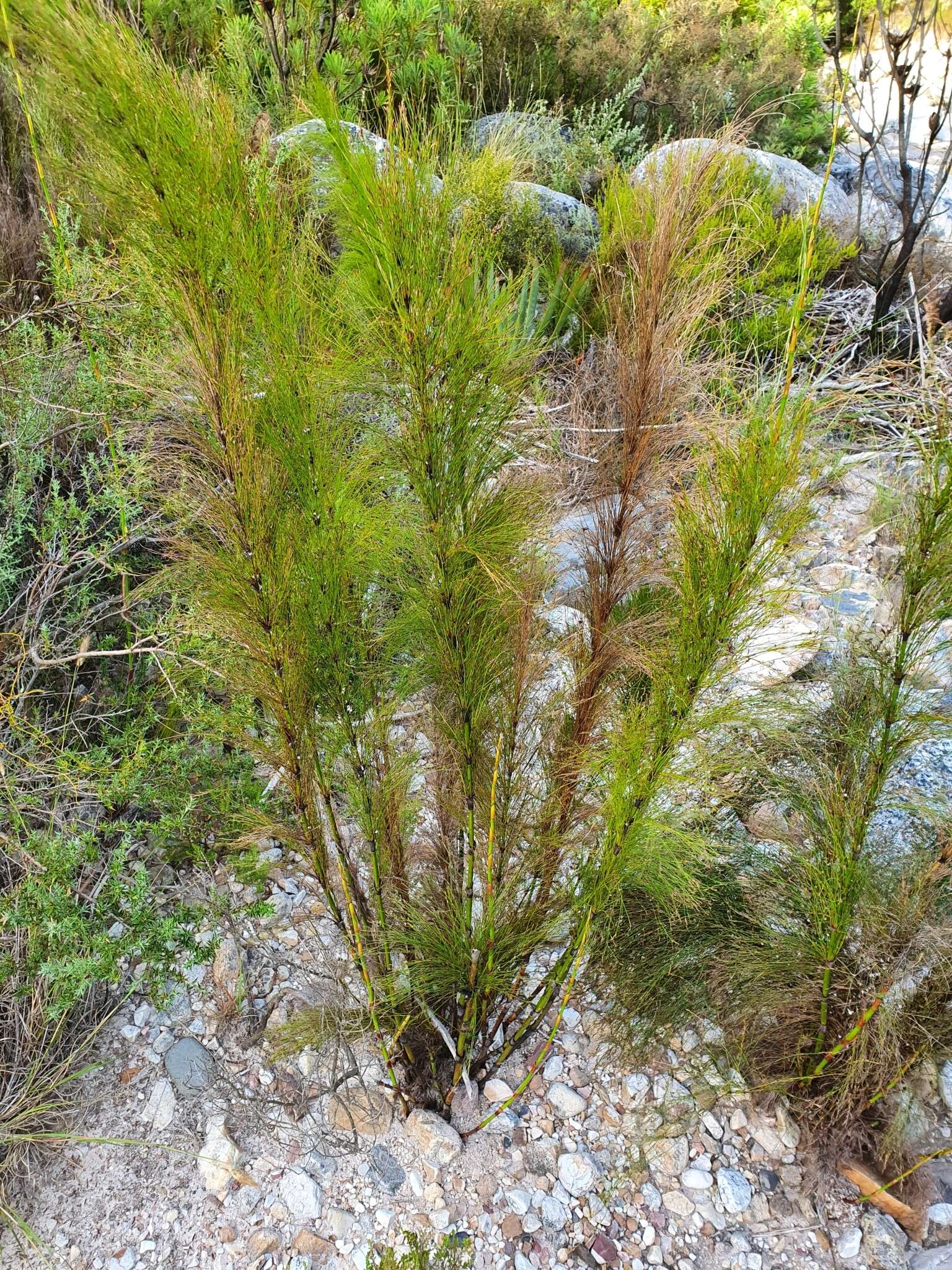 Image of Restio subverticillatus (Steud.) Mast.