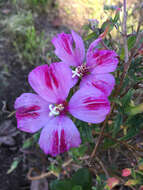 Слика од Clarkia speciosa H. & M. Lewis