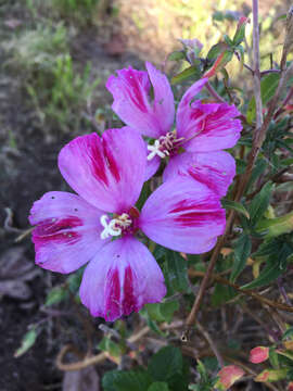 Image of redspot clarkia