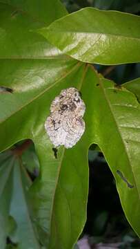 Image of Dendropsophus marmoratus (Laurenti 1768)