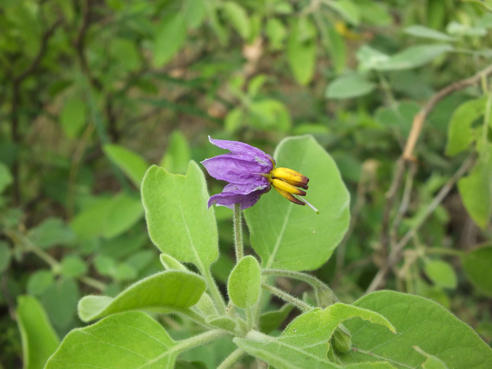 Image of Solanum pubescens Willd.