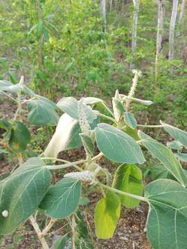 Image of Croton suberosus Kunth