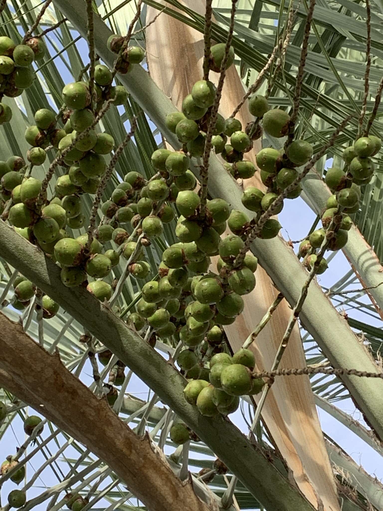 Image of South American jelly palm