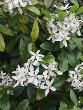 Image of Mexican Orange Blossom