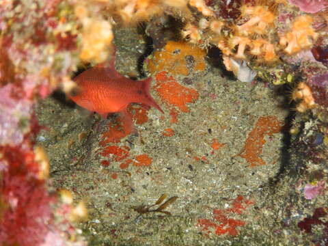 Image of Cardinal Fish