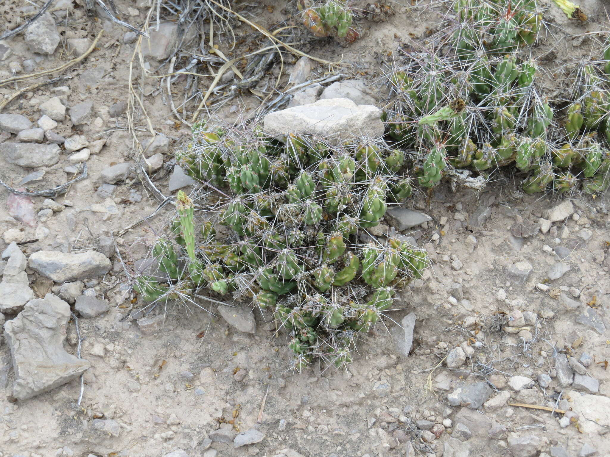 Image of Big Bend pricklypear