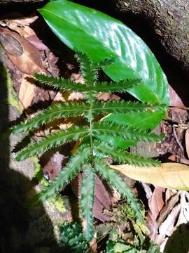 Image of tansy bristle fern