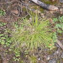 Plancia ëd Carex pediformis var. macroura (Meinsh.) Kük.