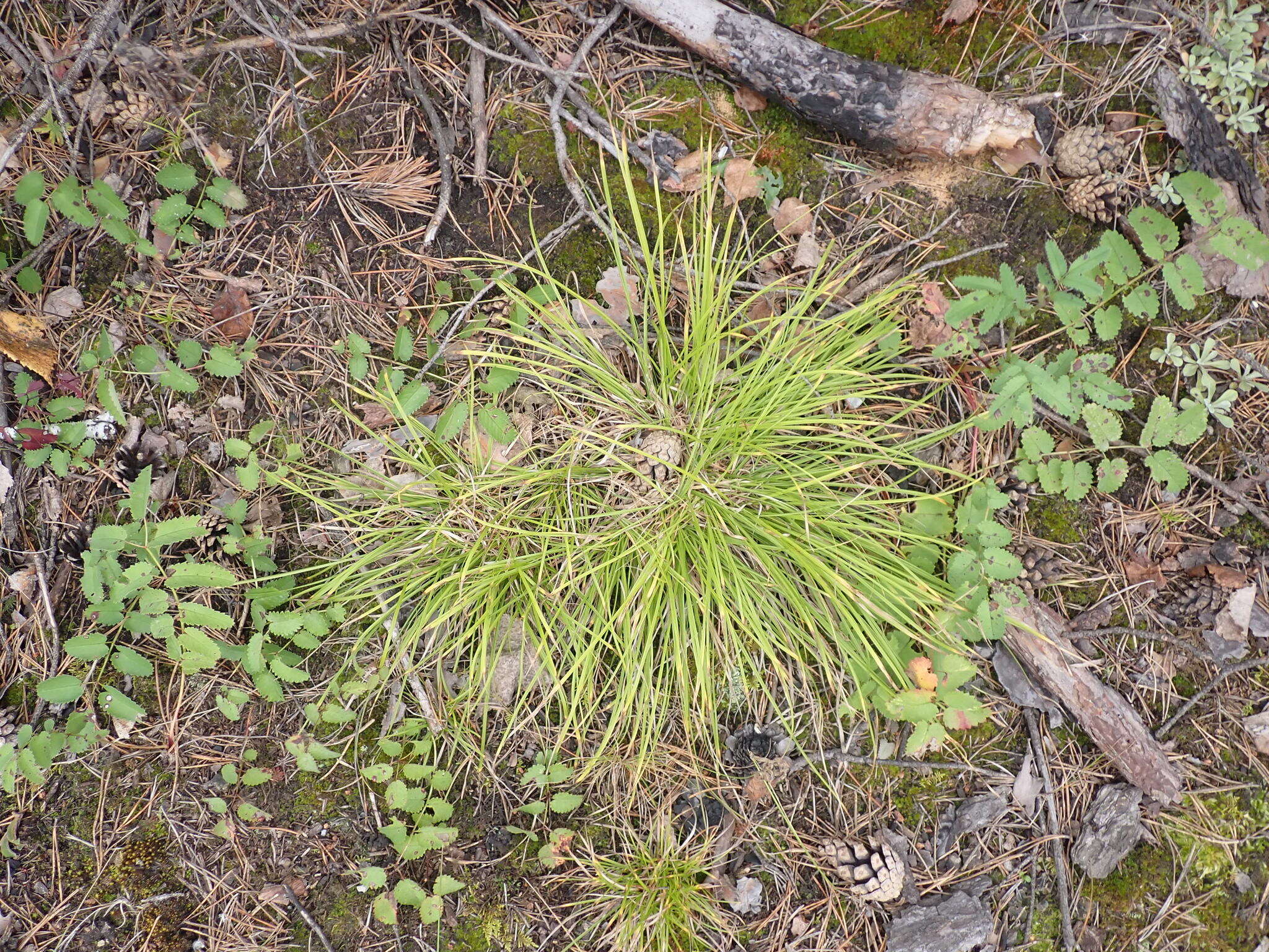 Image of Carex pediformis var. macroura (Meinsh.) Kük.