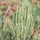 Image of Limonium sokotranum (Vierh.) Radcliffe-Smith