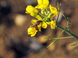 Image of Andrena schencki Morawitz 1866