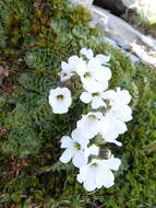 Image of Ourisia glandulosa Hook. fil.