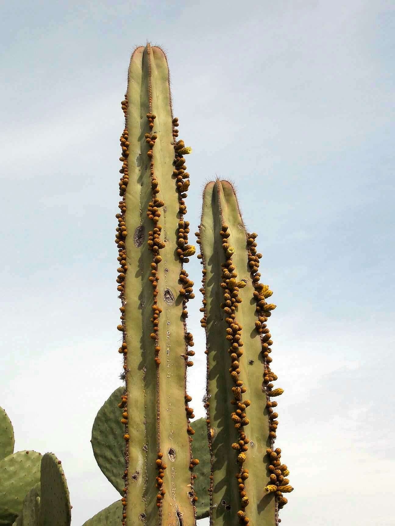 Image of <i>Lophocereus marginatus</i>