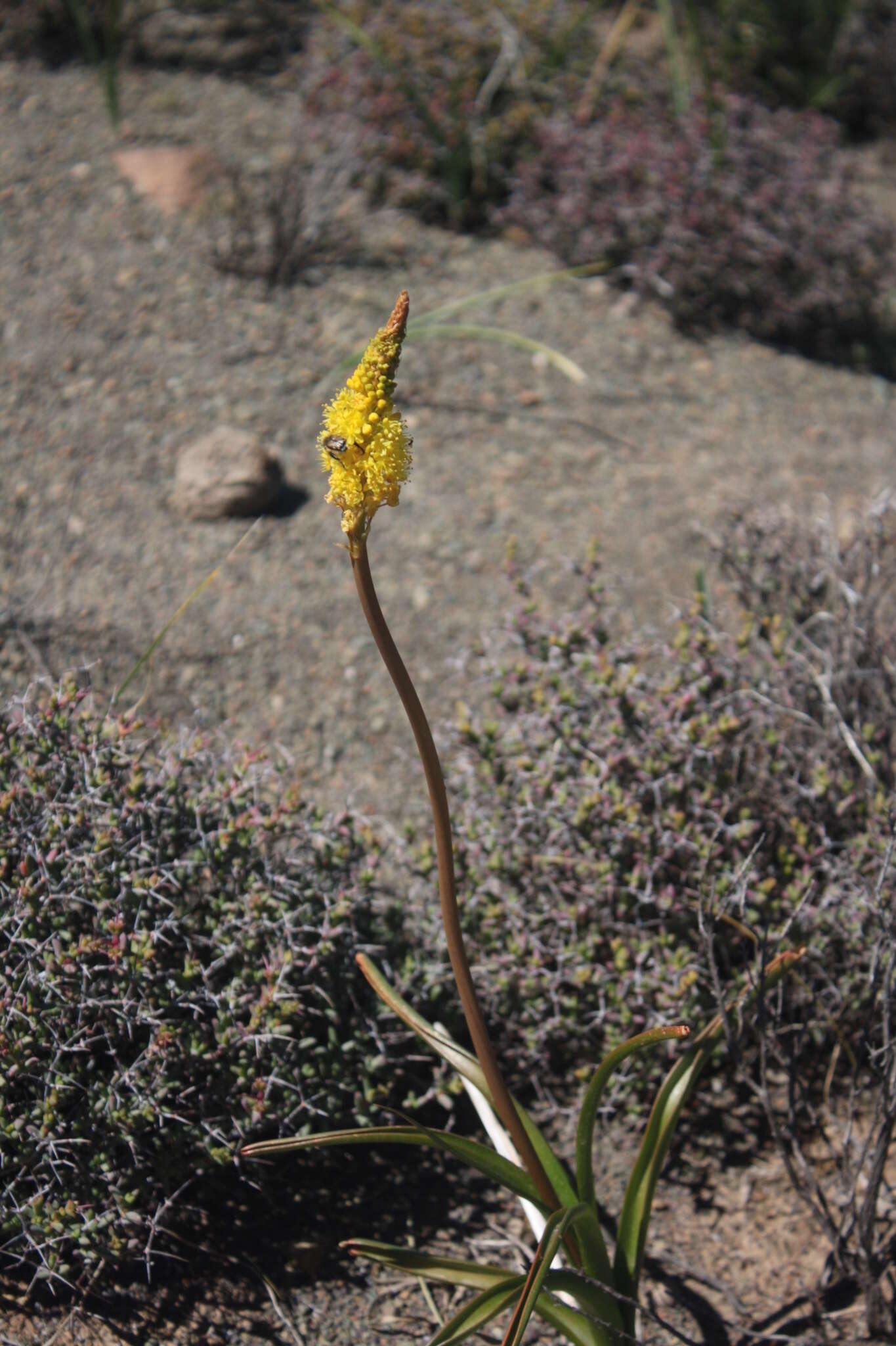 Image of Bulbinella nutans subsp. nutans