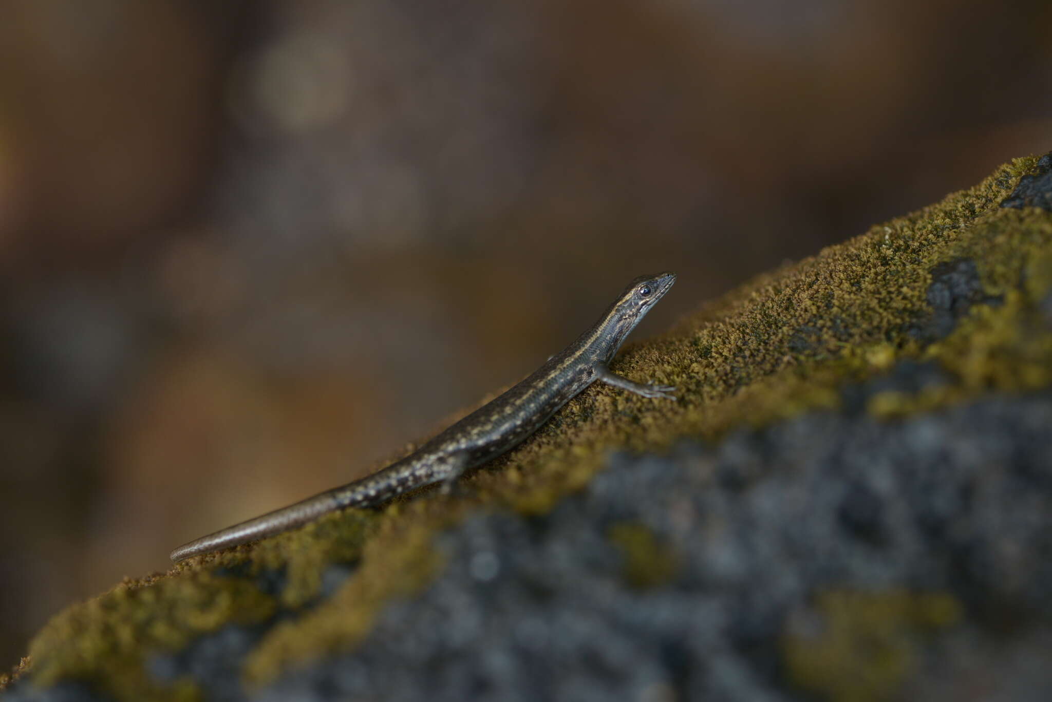 Sivun Cryptoblepharus novocaledonicus (Mertens 1928) kuva