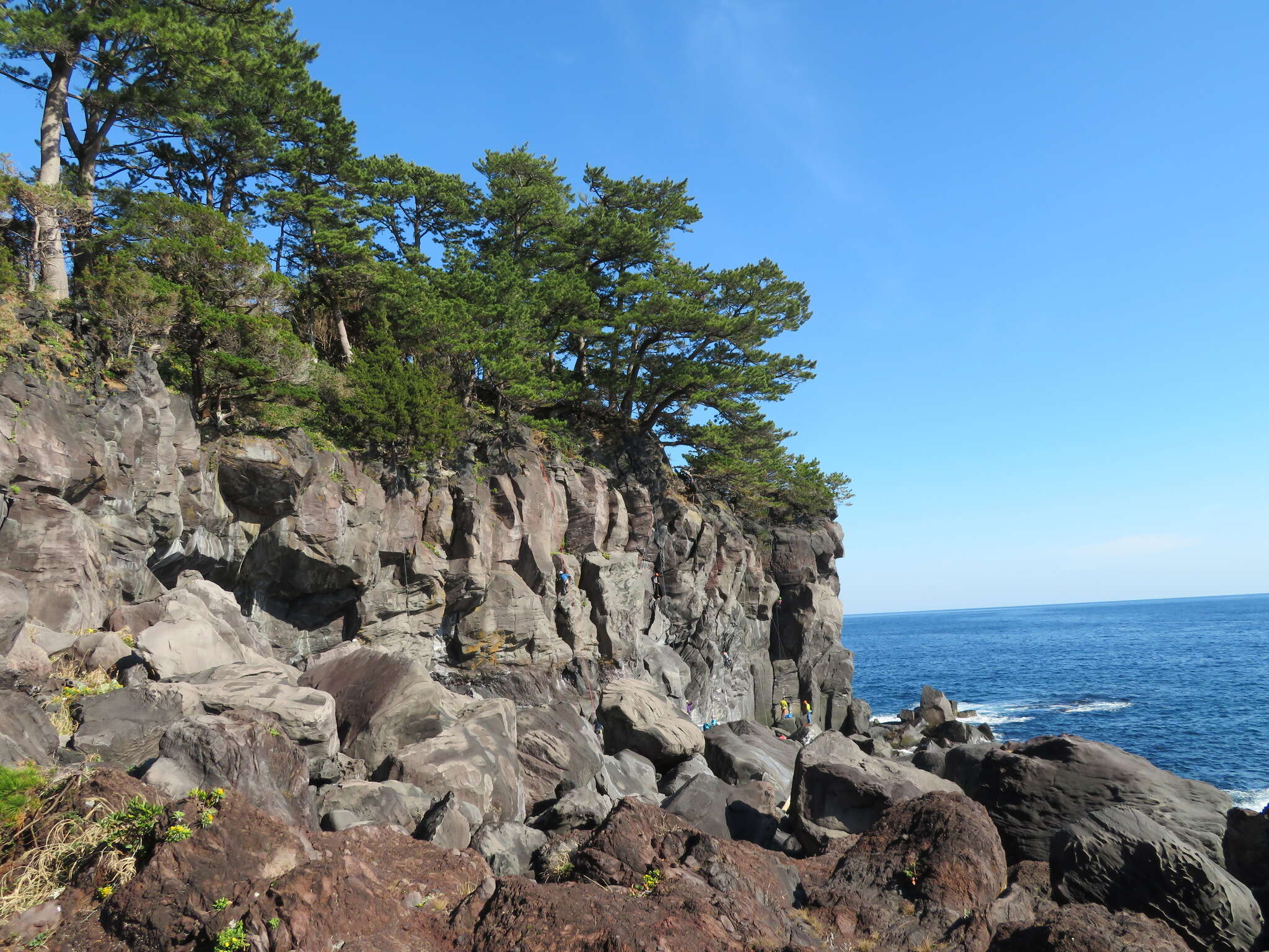 Image of Japanese Black Pine