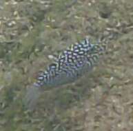 Image of Spotted boxfish