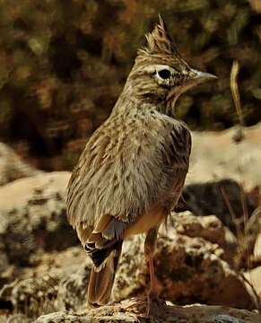 Image of Thekla's Lark