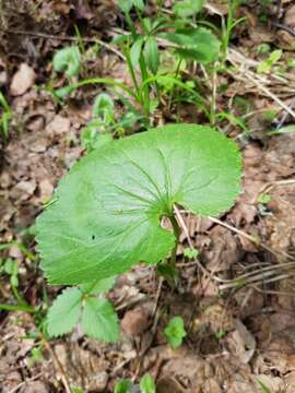 Image of Ranunculus cassubicus L.