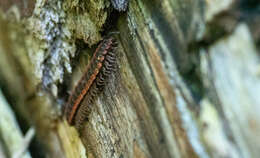 Image of Pseudopolydesmus canadensis (Newport 1844)