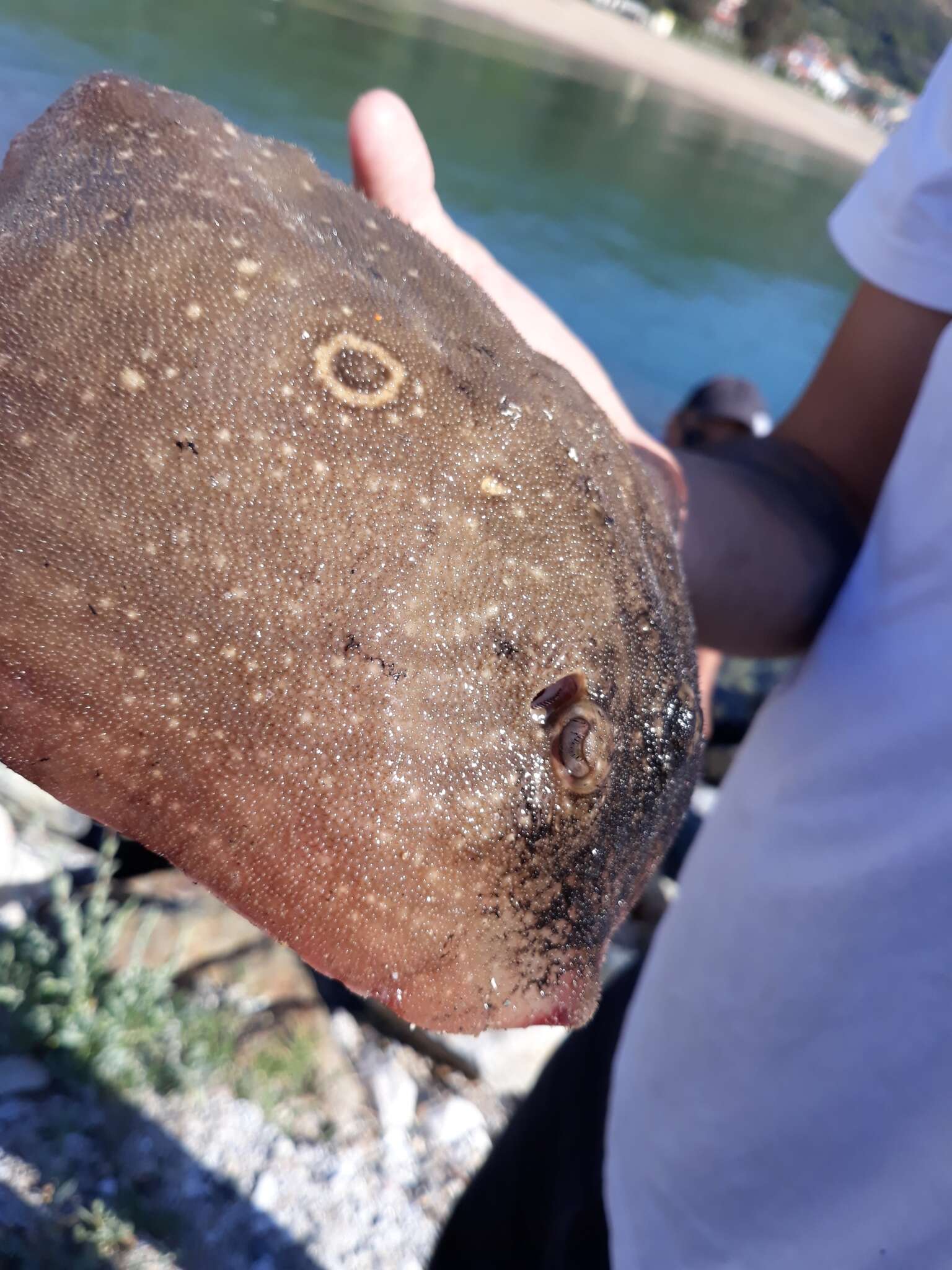 Image of Rough Ray