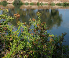 Image of Barnouf