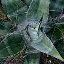 Image of Agave americana subsp. americana