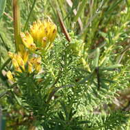 Image of Pteronia uncinata DC.