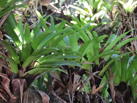 Image of Vriesea vagans (L. B. Sm.) L. B. Sm.