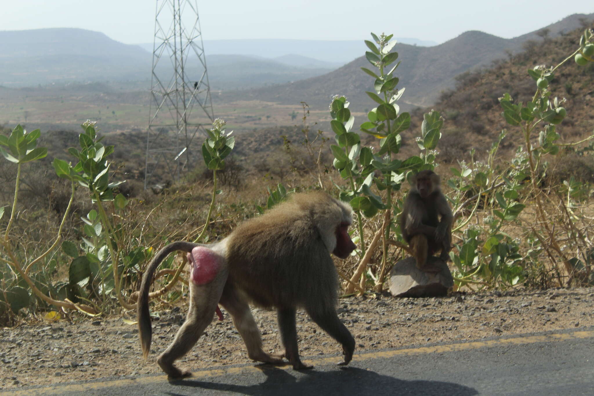 Image of hamadryas baboon