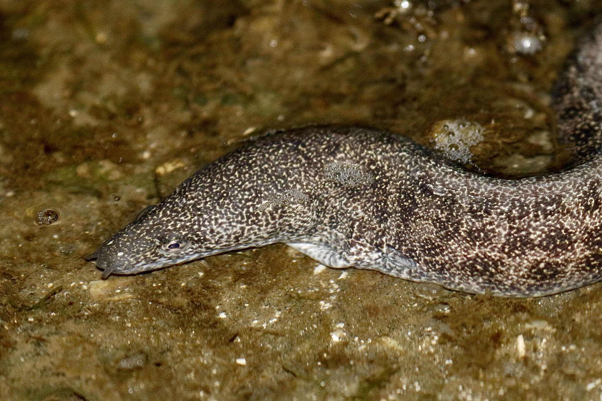 Image of Bar-cheeked eel