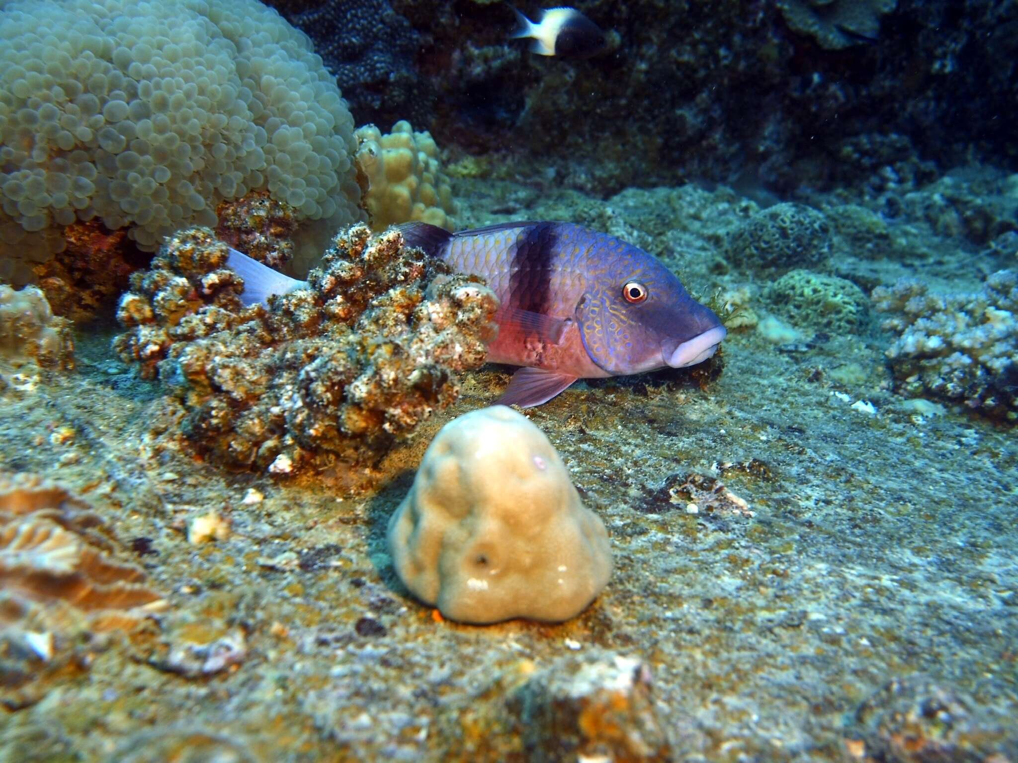 Image of Doublebar goatfish