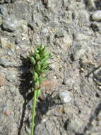 Plancia ëd Trigonella procumbens (Besser) Rchb.