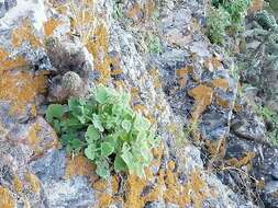 Perityle cordifolia (Rydb.) S. F. Blake resmi