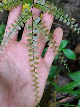 Plancia ëd Adiantum pyramidale (L.) Willd.