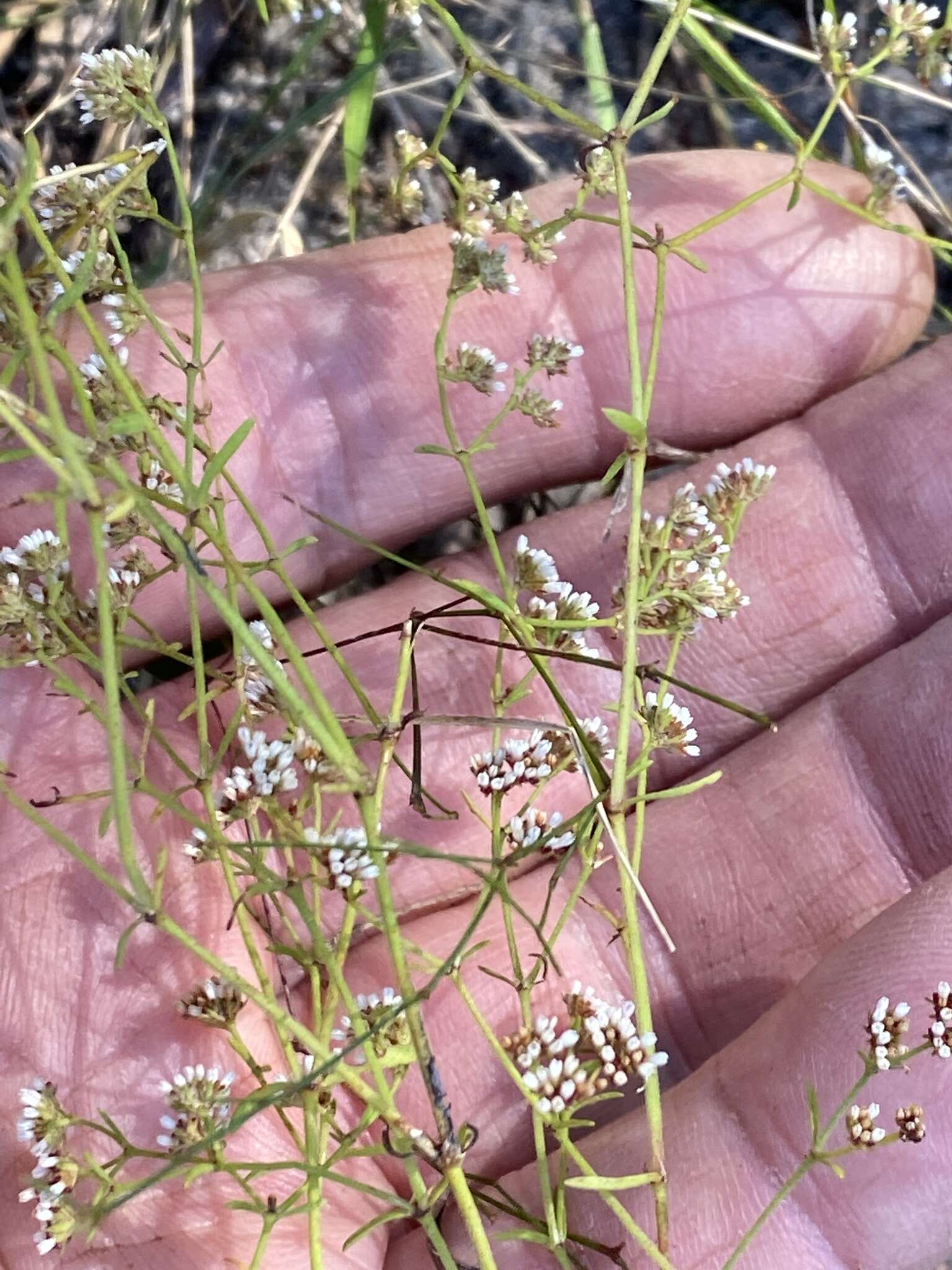 Image of pineland nailwort