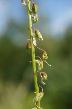 Plancia ëd Melilotus tauricus (M. Bieb.) Ser.