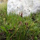 Juncus scheuchzerioides Gaudich.的圖片