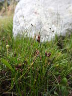 Image of Juncus scheuchzerioides Gaudich.