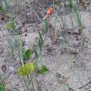 Imagem de Oenothera mollissima L.