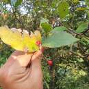 Image of Photinia arguta Wall. ex Lindl.