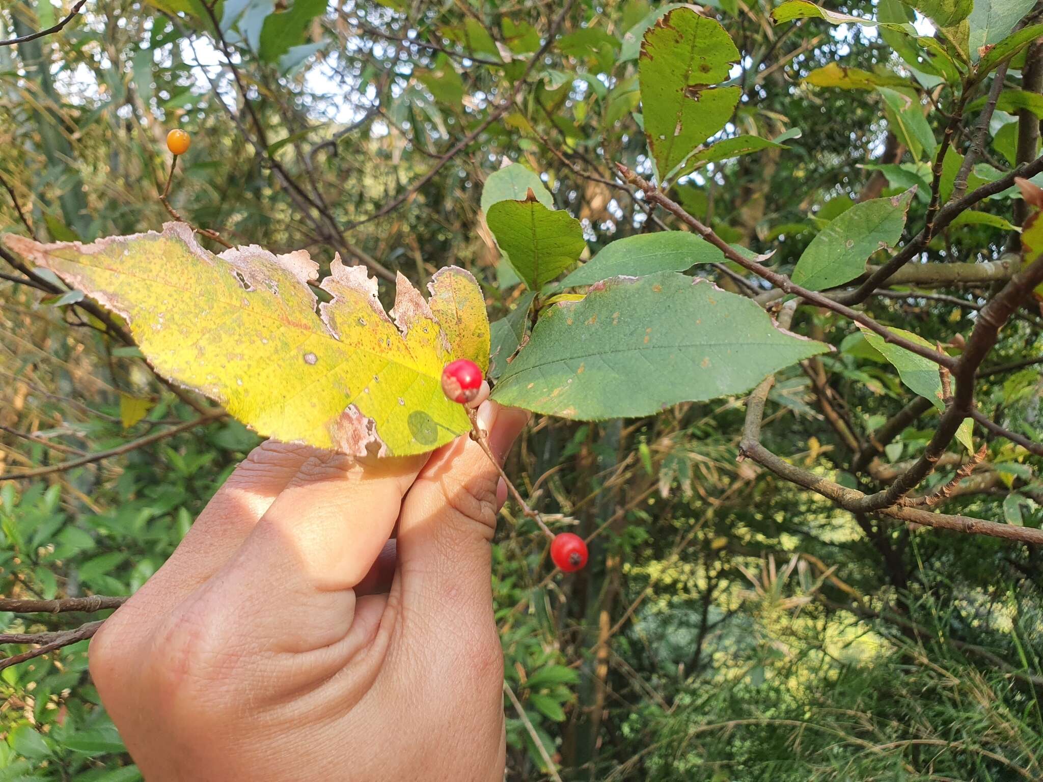 Image of Photinia arguta Wall. ex Lindl.