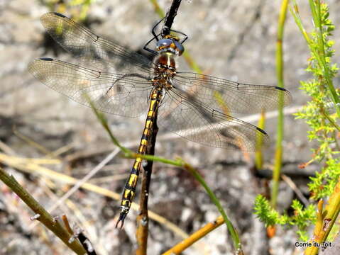 Image of Syncordulia legator Dijkstra, Samways & Simaika 2007